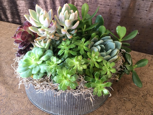 Succulent potted plants arranged in a industrial tin container.