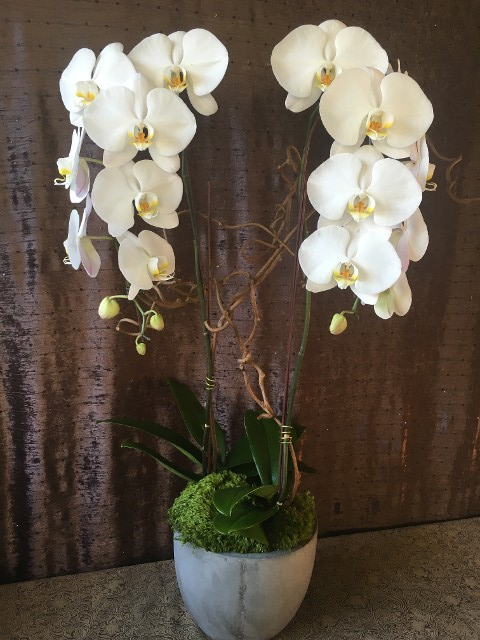 Phaleonopsis Orchid Plants for Sympathy Flower Order 