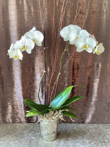Double White Phaleonopsis Orchid Plant Arrangement in mercury glass vase with moss, branches, and decorative wire.
