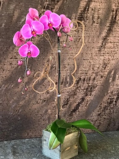 Purple Phaleonopsis Orchid Plant dresses up nicely with Moss, Branches and Decorative Wire. 